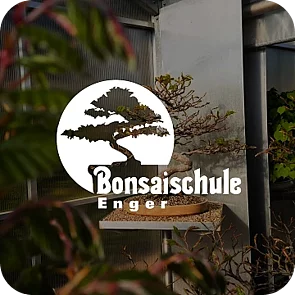 bonsaischule enger